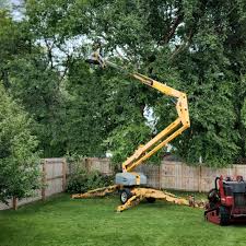 Best Tree Cabling and Bracing  in Napoleon, OH