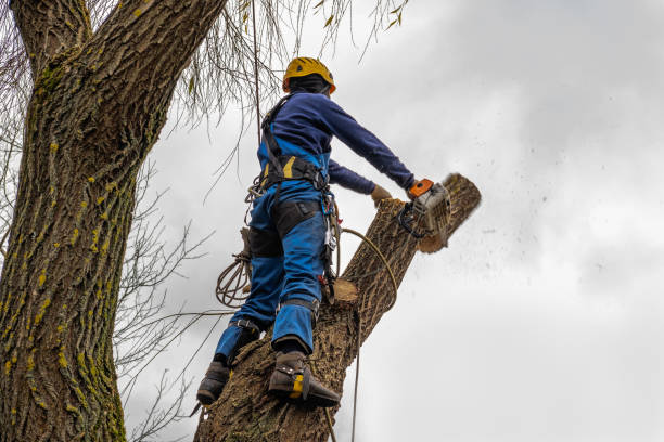 Best Tree Risk Assessment  in Napoleon, OH