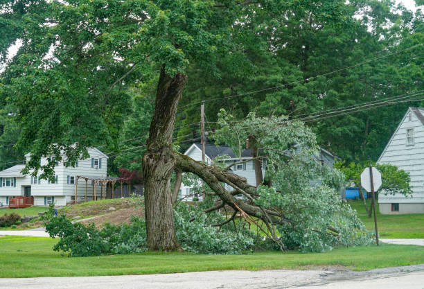 Professional  Tree Services in Napoleon, OH